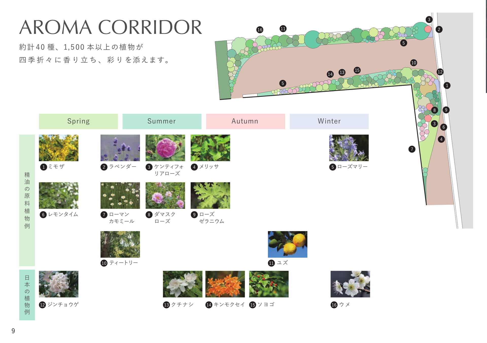 AROMA CORRIDOR -MAP-