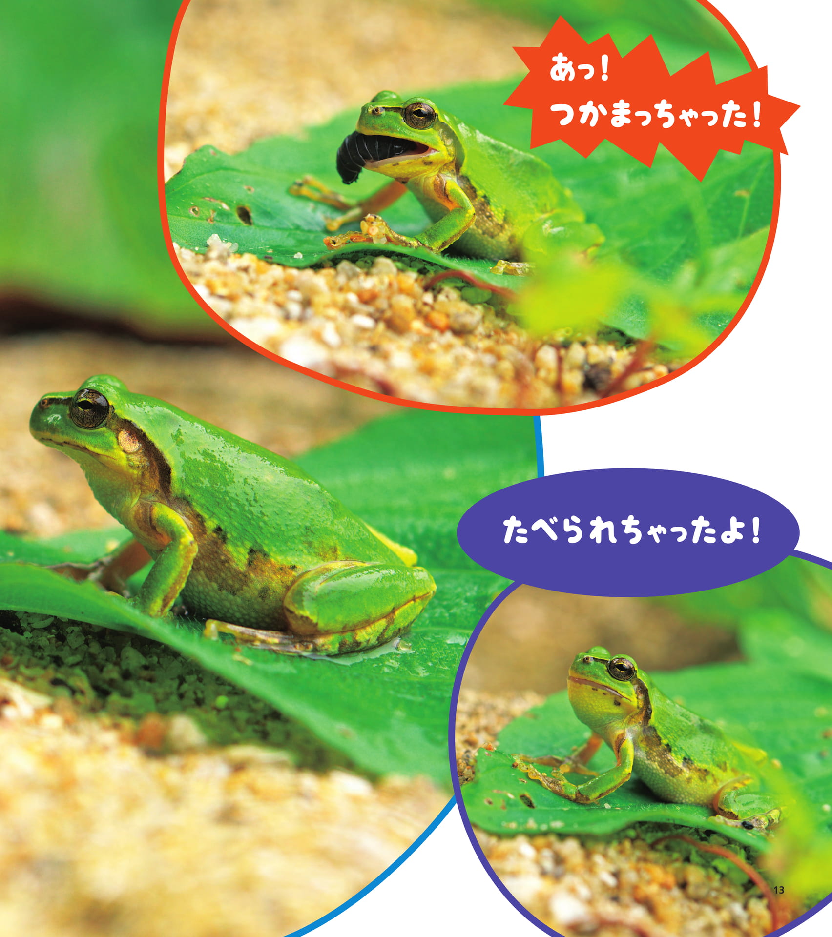 Page 13