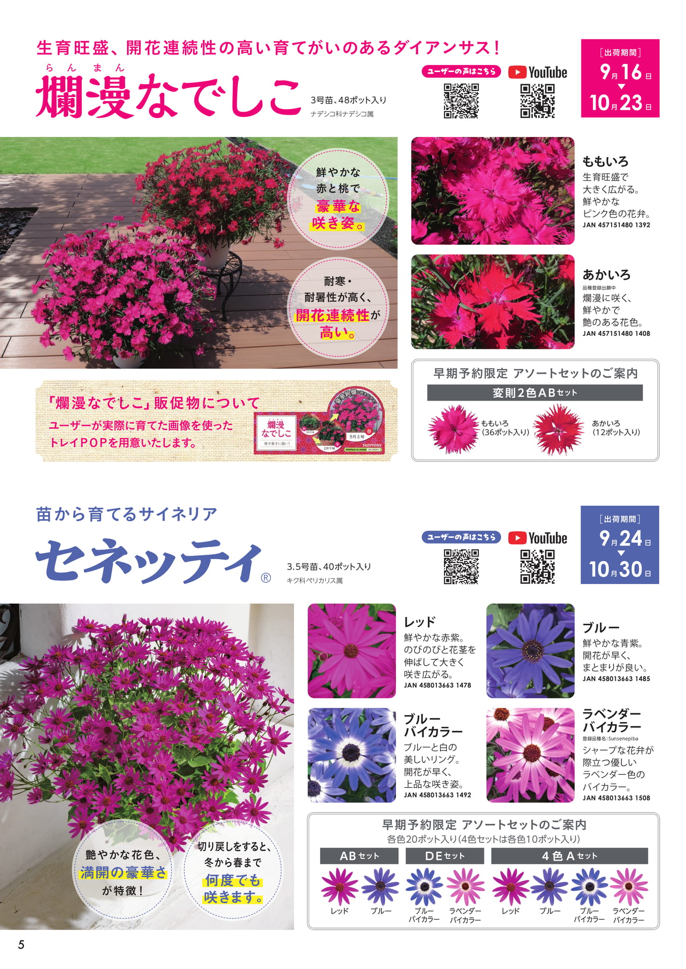 爛漫なでしこ、セネッティ