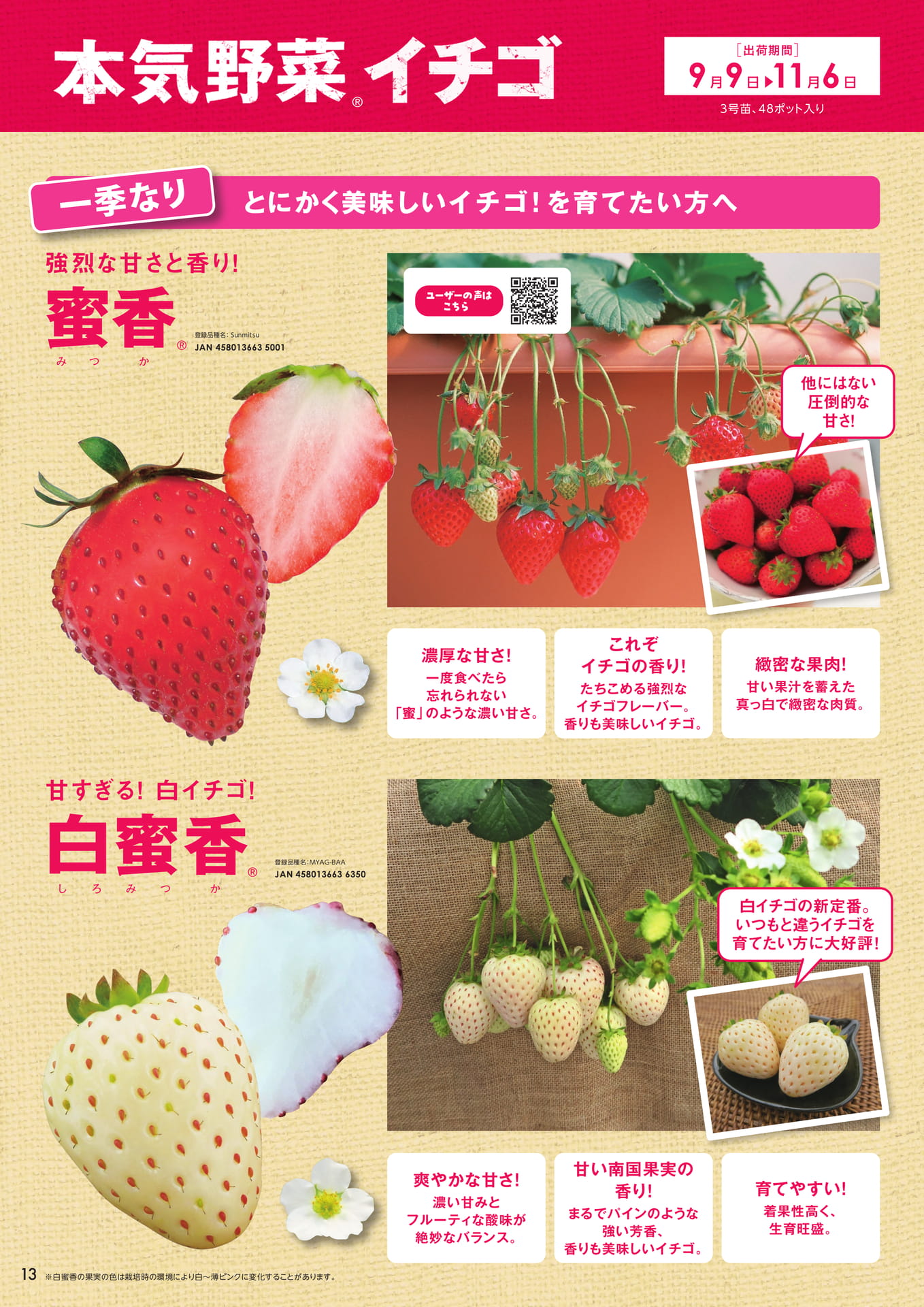 本気野菜イチゴ(1/2)