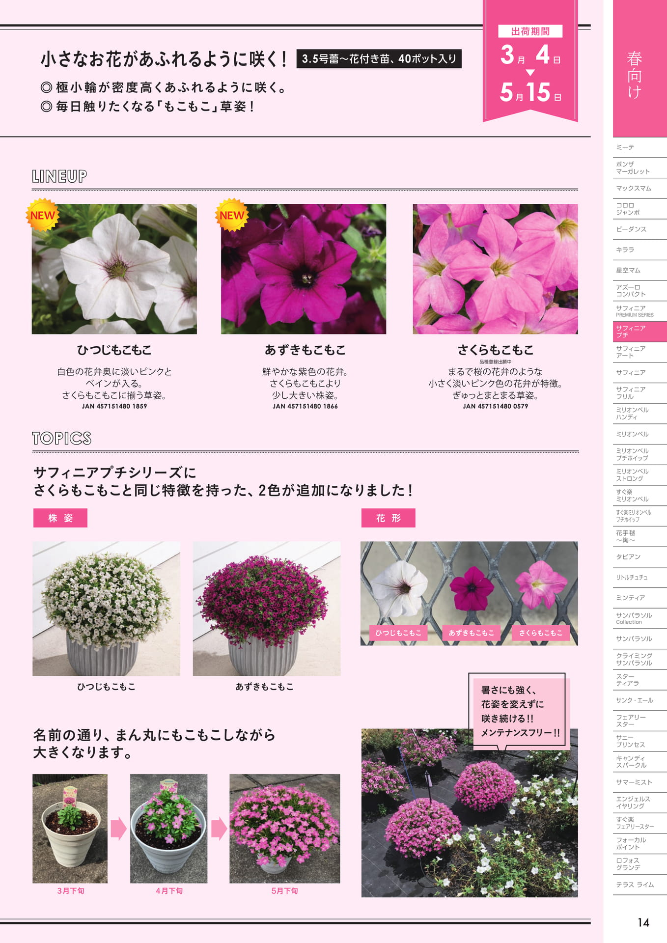サフィニアプチ（2/2）