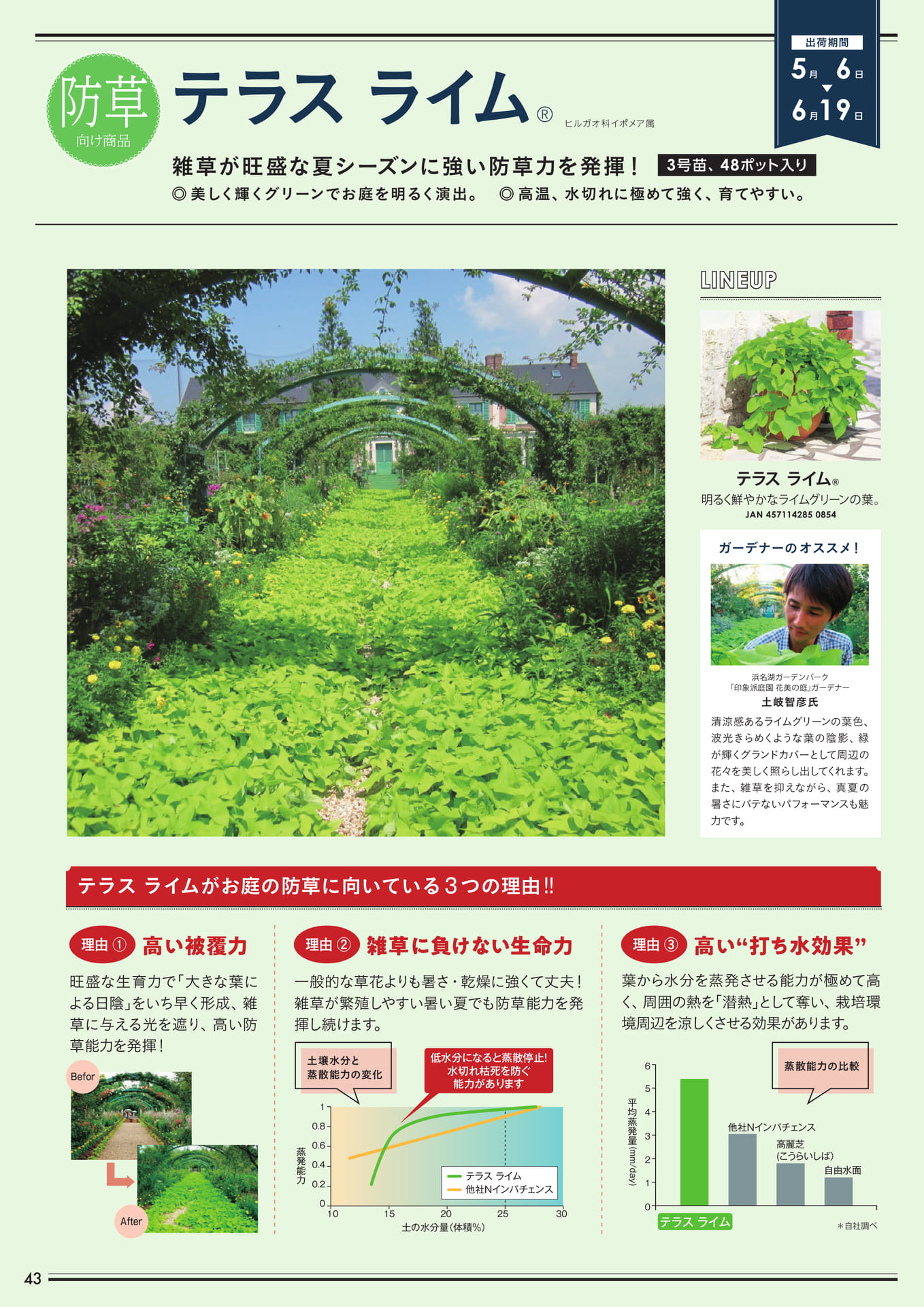 テラスライム