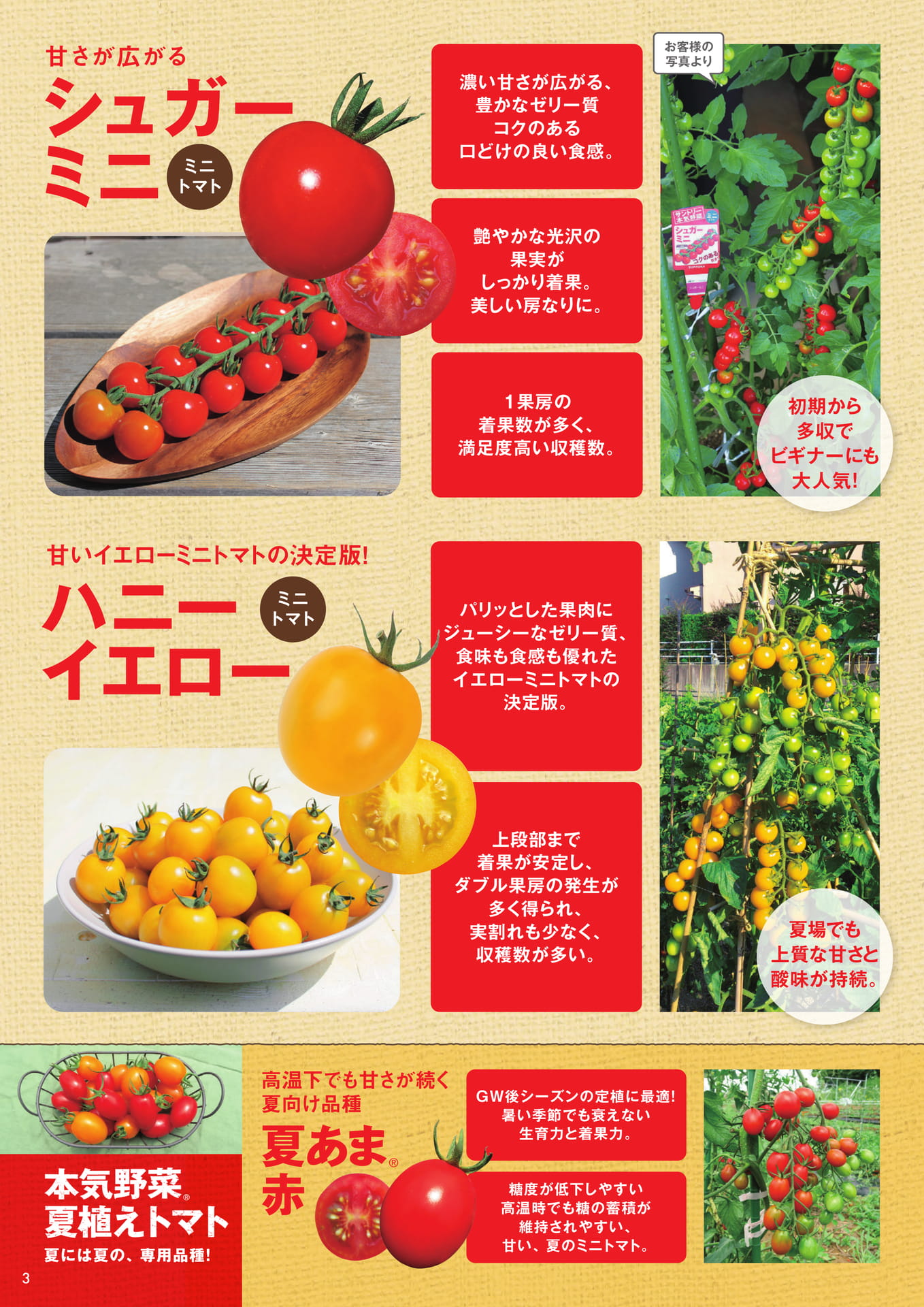 本気野菜トマト（3/6）あまさセレクト、夏植えトマト