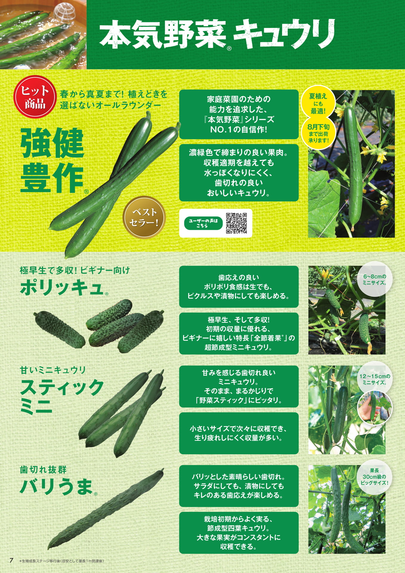 本気野菜キュウリ（1/3）