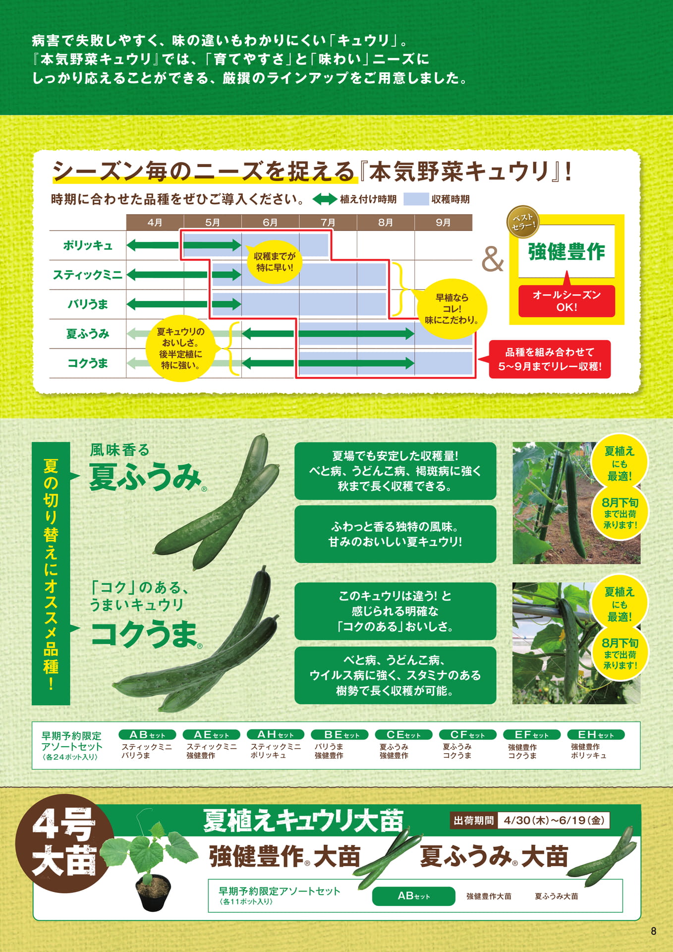 本気野菜キュウリ（2/3）