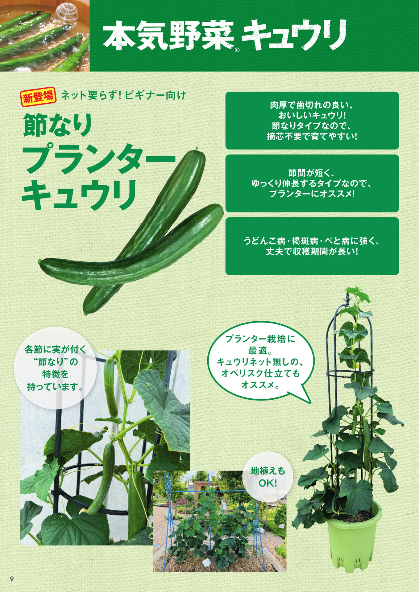 本気野菜キュウリ（3/3）