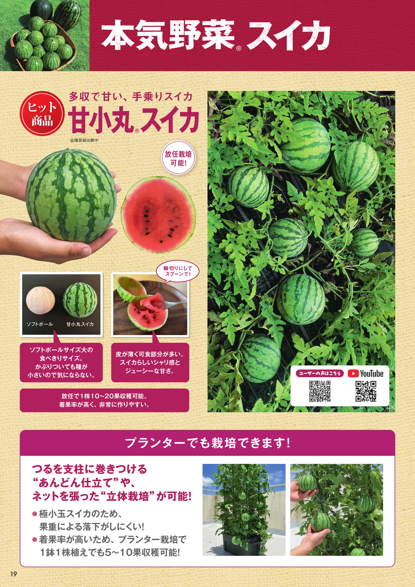 本気野菜スイカ（1/2）