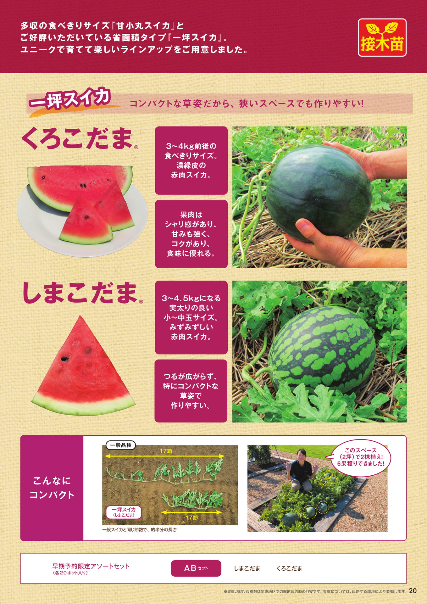 本気野菜スイカ（2/2）