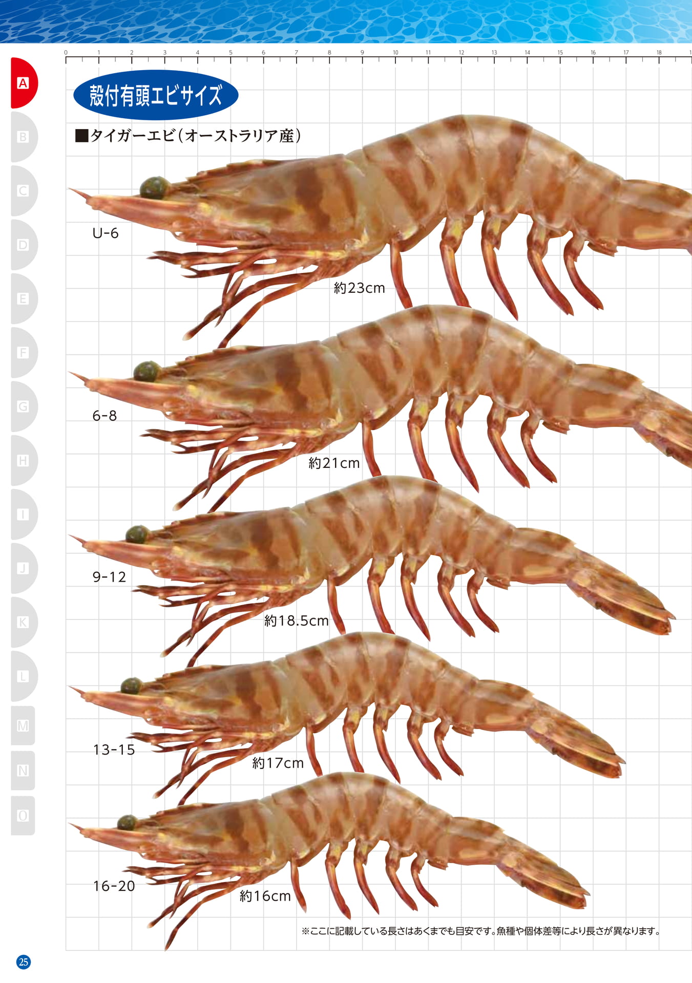 Size