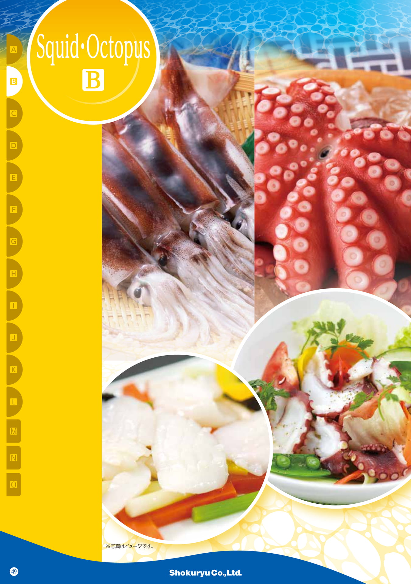 Squid・Octopus