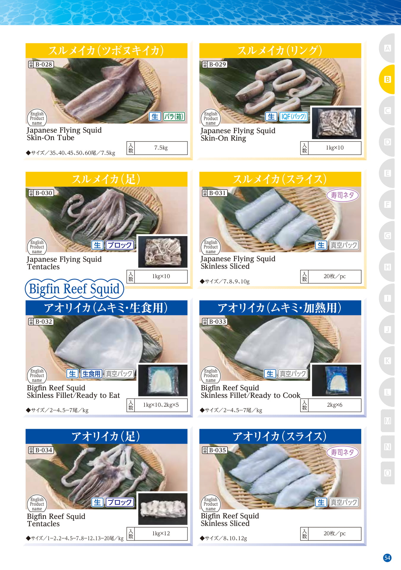 Squid・Octopus Cuttlefish Bigfin Reef Squid