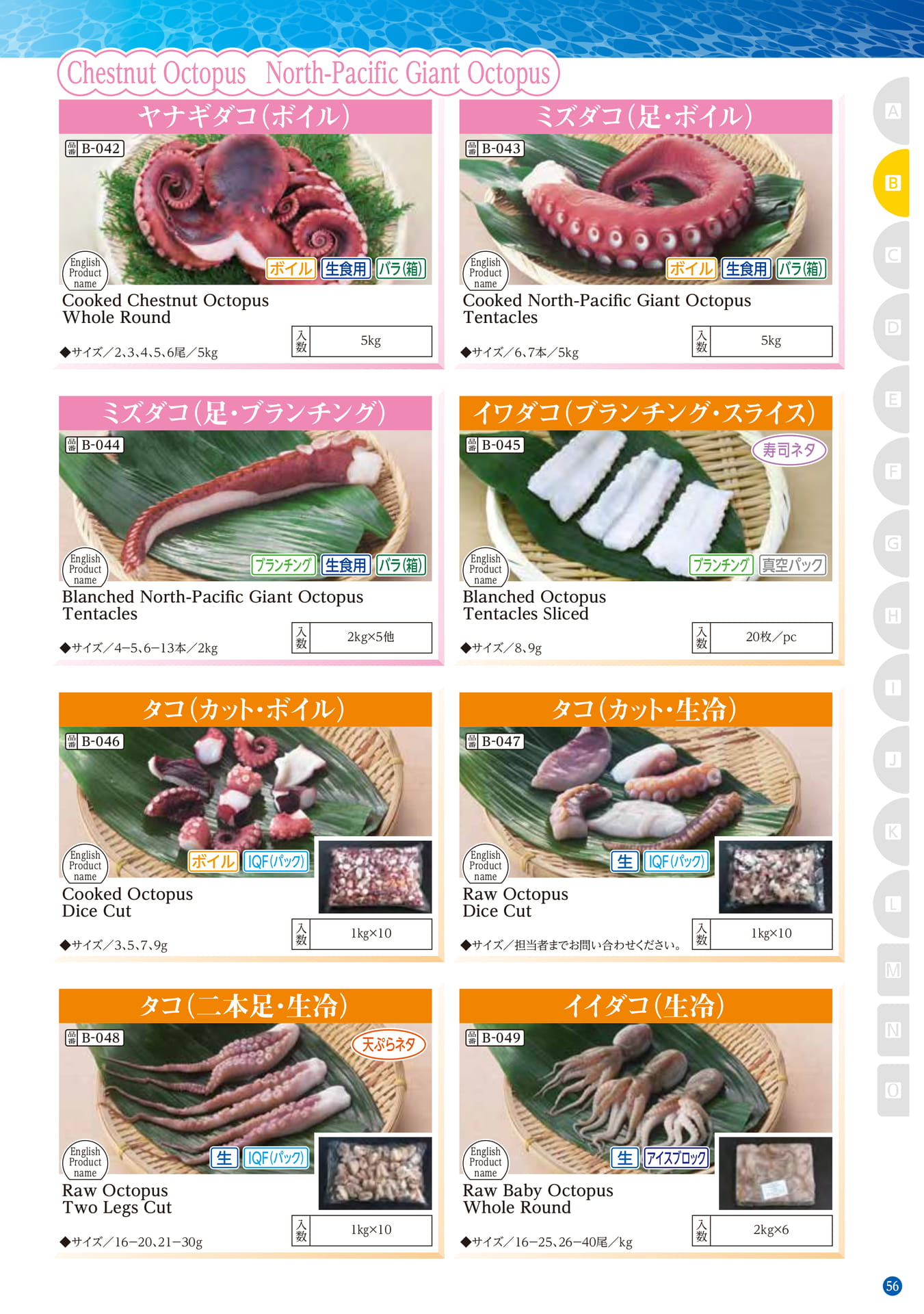 Squid・Octopus Cuttlefish Chestnut Octopus North-Pa