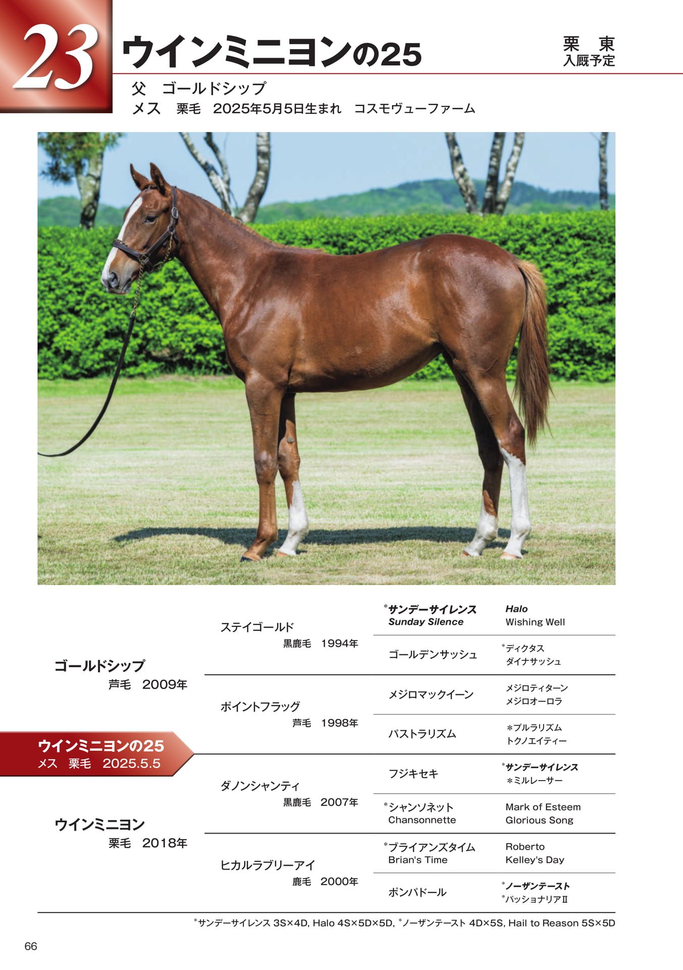 Page 66 23 ウインミニヨンの25
